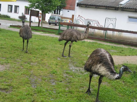 Zoopark Zelčín - Emu